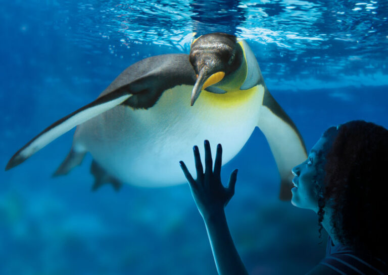 King Penguin