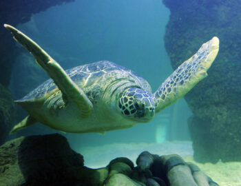Sea Life Aquarium Serris