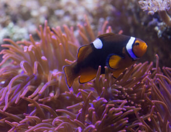 Sea Life Aquarium Serris