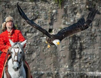 Les Aigles des Remparts, spectacle historique à Provins