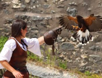 Les Aigles des Remparts, spectacle historique à Provins