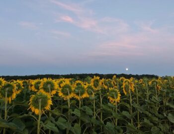 Ferme de la Recette