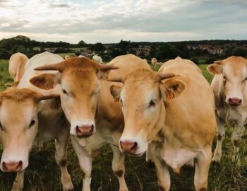 Ferme de la Recette