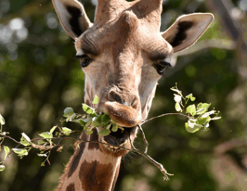 Parc zoologique du bois d'Attilly