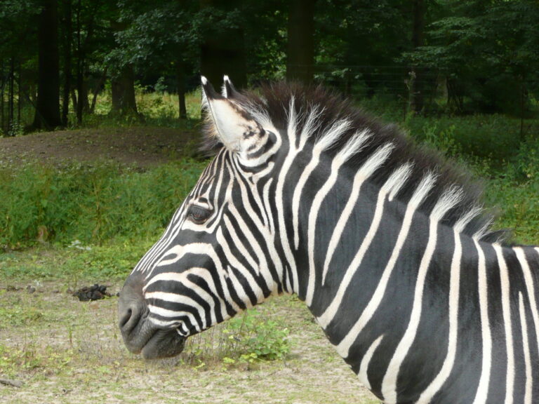 Parc zoologique du bois d'Attilly