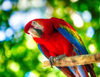 Parrot World - Crécy la Chapelle