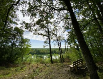 Forêt de Barbeau