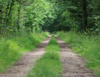 Forêt de Barbeau
