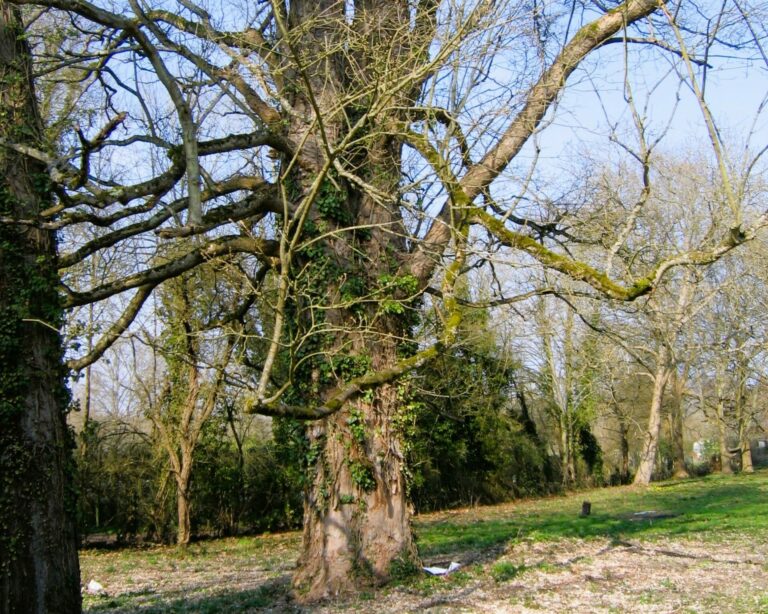 Erable sycomore du Domaine de la Salle