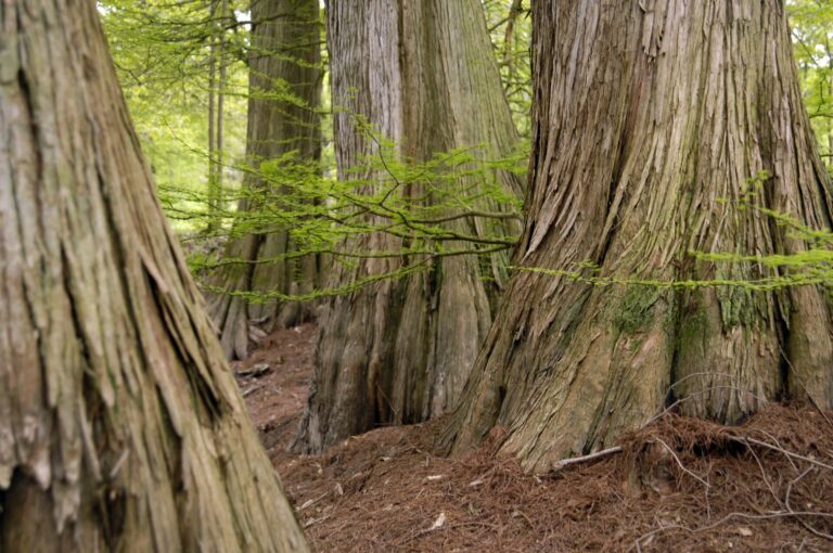 Cyprès Chauves de Féricy