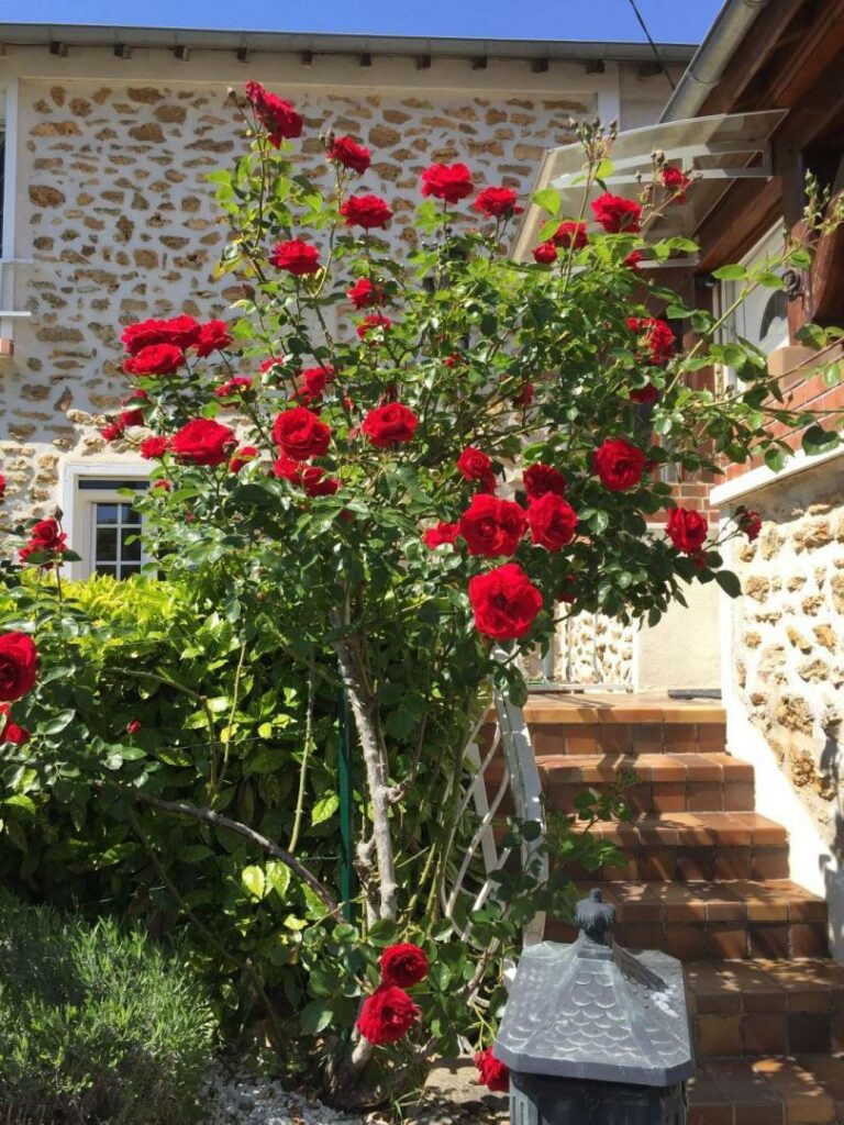 La Roseraie
