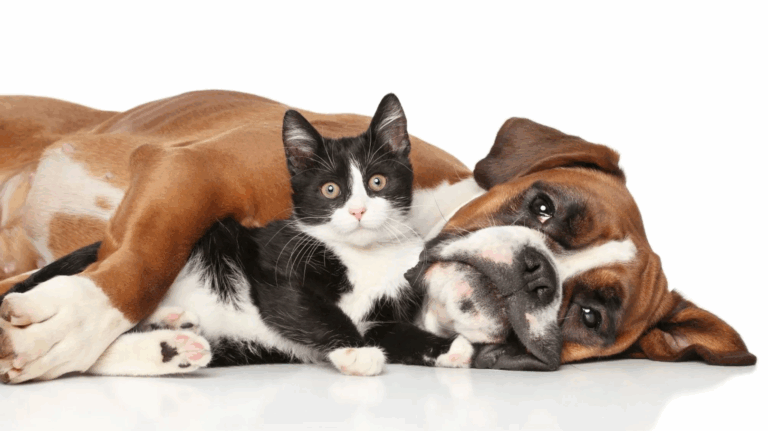 Istock