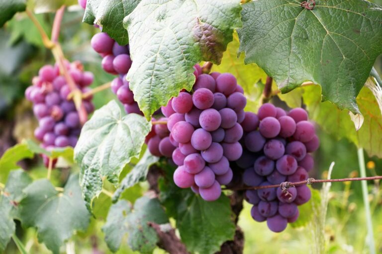 Association Les Compagnons des Vignes Des Coteaux Du Sol d&rsquo;Yerres