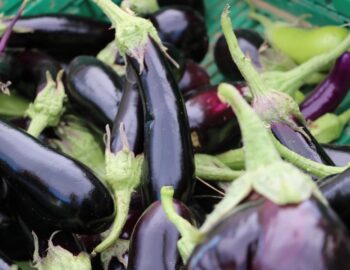 Les Paniers de Bérenger_Machault_BIO